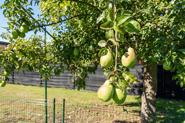 202508 Deckerstraat 12 Leveroij (41).jpg